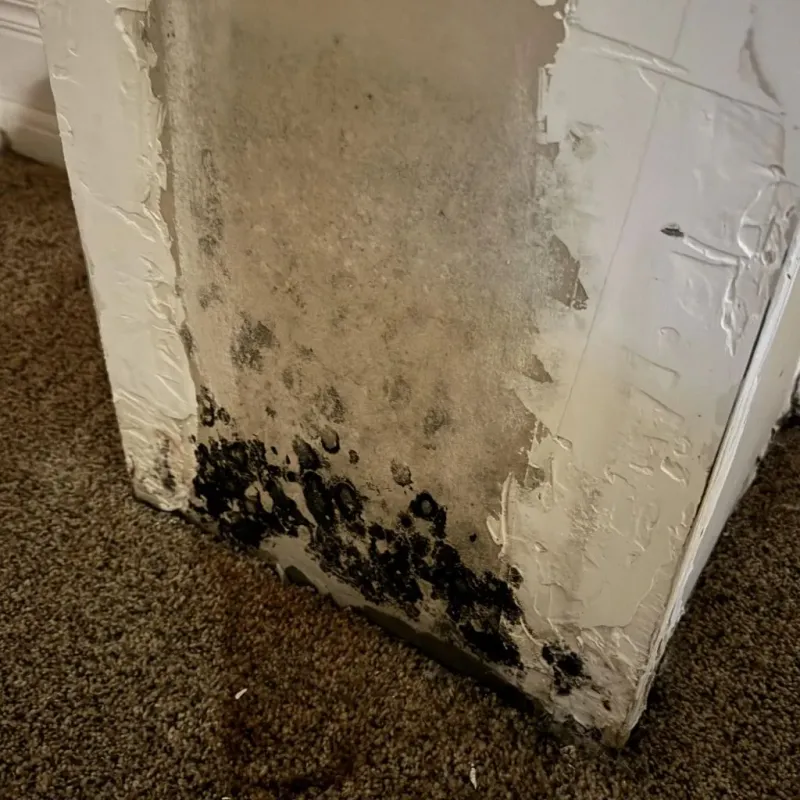 Professional Mold Removal in Frankfort, ME